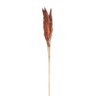 Dirbtinė gėlė kortiderija 6 vnt (pampos) 77 cm ruda PTMD 101671