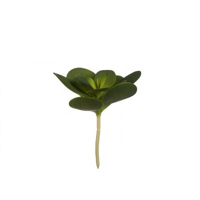 Dekoratyvinis augalas sukulentas 16x16x25 cm Ibergarden 77037