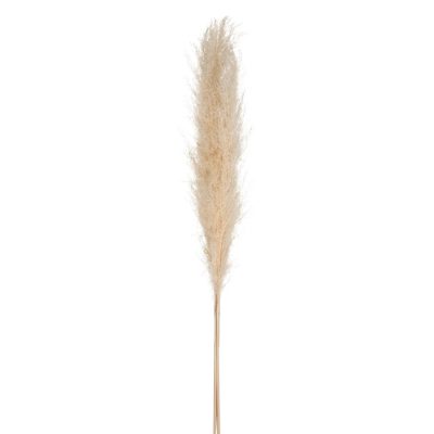 Kortaderija (pampos) džiovintos natūralios 3 vnt 110 cm Atmosphera 179282