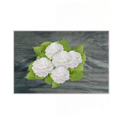 Agrodanga juoda, nuo piktžolių 1x10 m 80 g/m2 Sunnydays 223892