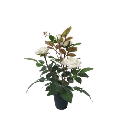 Dekoratyvinė gėlė Žydinti rožė vazonėlyje 35 cm balta 8445393206592