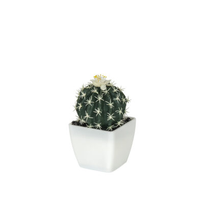 Dekoratyvinė gėlė Sukulentas vazonėlyje 13 cm (4 rūšių) 8445393394978